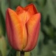 50 Tulpen (oranje) (leverbaar van aug-dec)